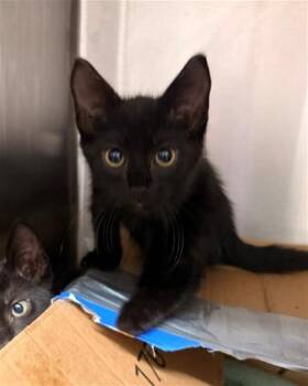 EDD -  Domestic Short Hair Cat for Adoption in Baytown, Texas - EDD | PetCurious