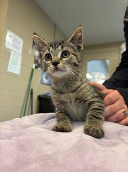 Moon -  Domestic Short Hair Cat for Adoption in Liverpool, New York - Moon | PetCurious
