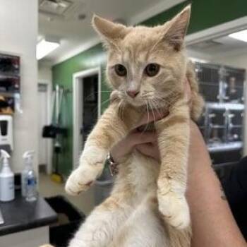 American Shorthair Cats Available for Adoption - Paddy | PetCurious