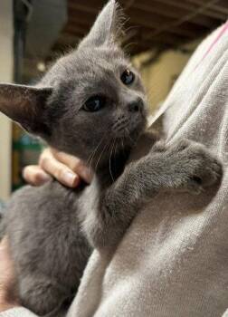 Lloyd -  Domestic Short Hair Cat for Adoption in Apollo, Pennsylvania - Lloyd | PetCurious