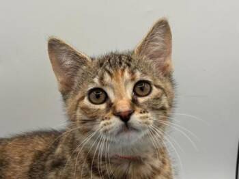 Capri Sun -  Domestic Short Hair Cat for Adoption in Portland, Oregon - Capri Sun | PetCurious