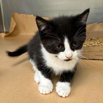 Cheryl 26-08-120 -  Domestic Short Hair Cat for Adoption in Bastrop, Texas - Cheryl 26-08-120 | PetCurious