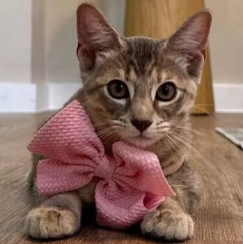 Stormy Ray of Sunshine -  Tabby and Domestic Short Hair Cat for Adoption in Friendswood, Texas - Stormy Ray Of Sunshine | PetCurious