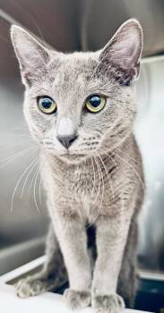 Domestic Short Hair Cats Available for Adoption - Jr. (Petsmart) | PetCurious