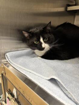 Rescue Domestic Short Hair Cats for Adoption in St. Peters, Missouri - CLYDE | PetCurious