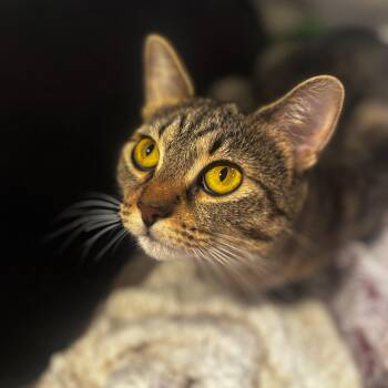 Rescue Domestic Short Hair and Tabby Cats for Adoption in Morrison, Colorado - Solara Richards | PetCurious