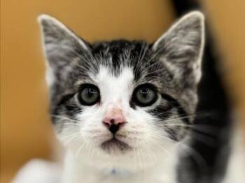 Sweater -  Domestic Short Hair Cat for Adoption in Portland, Oregon - Sweater | PetCurious