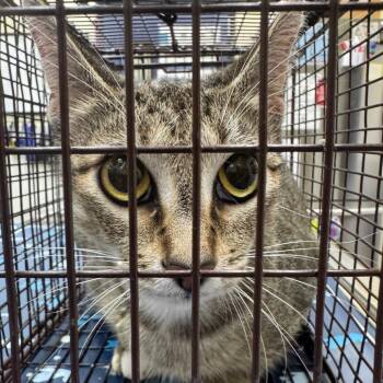 Domestic Short Hair Cats Available for Adoption in Galveston, Texas - Lisa Stray | PetCurious