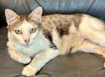Rescue Domestic Medium Hair Cats for Adoption - Leilani | PetCurious