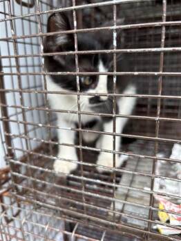 WASABI -  Domestic Short Hair Cat for Adoption in Houston, Texas - WASABI | PetCurious