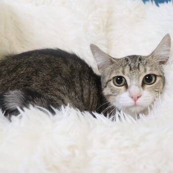Pickles -  Domestic Short Hair Cat for Adoption in League City, Texas - Pickles | PetCurious