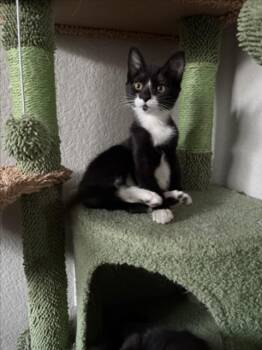 NORBERT -  Domestic Short Hair Cat for Adoption in Las Vegas, Nevada - NORBERT | PetCurious