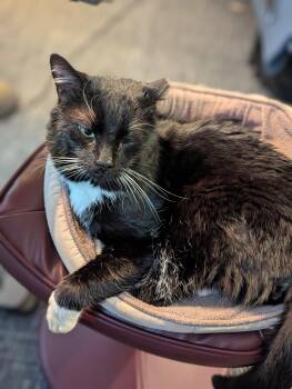 Thumper -  Domestic Short Hair Cat Available for Adoption in Seattle, Washington - Thumper | PetCurious