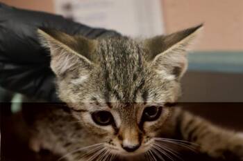 TEXAN -  Domestic Short Hair Cat for Adoption in Columbia, South Carolina - TEXAN | PetCurious