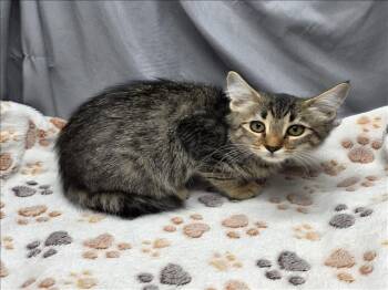Rescue Domestic Short Hair Cats for Adoption in Grovetown, Georgia - A118537 | PetCurious