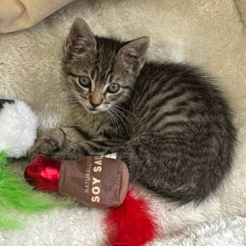 Rescue Domestic Short Hair Cats for Adoption in Beaumont, Texas - Sesame | PetCurious