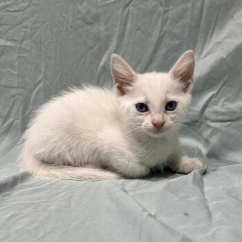 Moonstone -  Domestic Medium Hair Cat for Adoption in Abilene, Texas - Moonstone | PetCurious