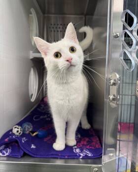 Domestic Short Hair Cats Available for Adoption in Seneca, Pennsylvania - Snowy | PetCurious