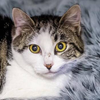 Domestic Short Hair Cats Available for Adoption in Camano, Washington - Carnelian | PetCurious