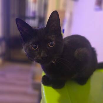 Rescue Domestic Short Hair Cats for Adoption in Ephrata, Pennsylvania - Odin | PetCurious