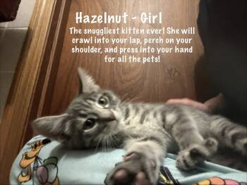 Hazelnut -  Tabby Cat for Adoption in Maywood, Illinois - Hazelnut | PetCurious