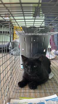Ak Feral 2 -  Domestic Short Hair Cat Available for Adoption in New Braunfels, Texas - Ak Feral 2 | PetCurious