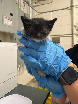 Quail -  Domestic Short Hair Cat for Adoption in Fruit Heights, Utah - Quail | PetCurious