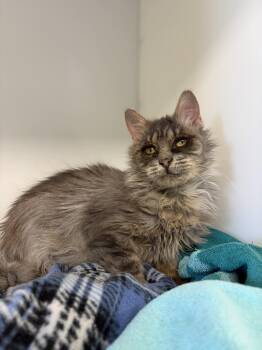 Domestic Medium Hair Cats Available for Adoption in Delson, Quebec - Beauté | PetCurious