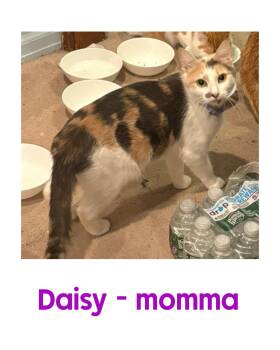 Domestic Short Hair Cats Available for Adoption in Holbrook, New York - DAISY | PetCurious