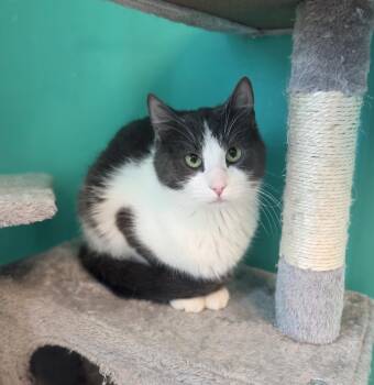 French Silk -  Domestic Short Hair Cat Available for Adoption in Brookings, South Dakota - French Silk | PetCurious