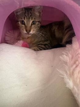 ODETTE* -  Domestic Short Hair Cat for Adoption in Santa Cruz, California - ODETTE* | PetCurious
