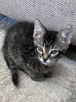 Domestic Short Hair Cats Available for Adoption in Fort Worth, Texas - Diego | PetCurious