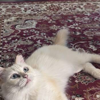 Harlow -  Ragdoll Cat for Adoption in Santa Ana, California - Harlow | PetCurious
