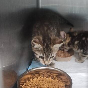 Igloo -  Domestic Short Hair Cat for Adoption in Indianapolis, Indiana - Igloo | PetCurious