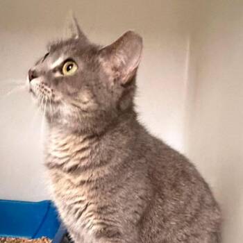 Sally (16832) -  Domestic Short Hair Cat for Adoption in Washington, District Of Columbia - Sally (16832) | PetCurious