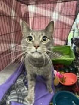 Alloy -  Domestic Short Hair Cat for Adoption in Manitowoc, Wisconsin - Alloy | PetCurious