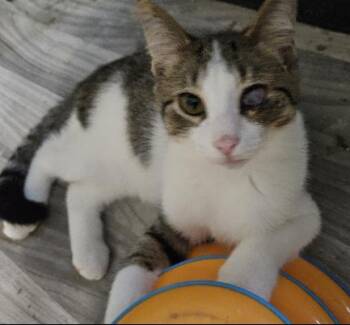 Rescue Domestic Short Hair Cats for Adoption in Evans City, Pennsylvania - Louie | PetCurious