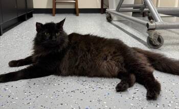 Bug -  Domestic Long Hair Cat for Adoption in Yankton, South Dakota - Bug | PetCurious