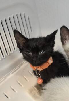 Bombay and Domestic Short Hair Cats Available for Adoption in Pacifica, California - Bay View | PetCurious