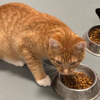 Creamsicle -  Domestic Short Hair Cat for Adoption in New York, New York - Creamsicle | PetCurious