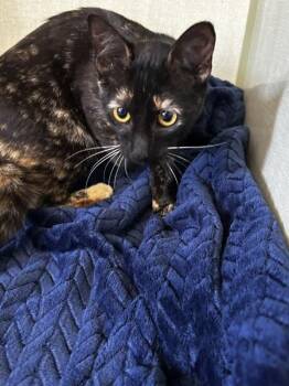 Fraley -  Domestic Short Hair Cat for Adoption in Vallejo, California - Fraley | PetCurious
