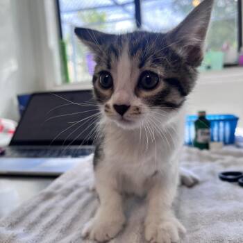 Violet -  Domestic Short Hair Cat for Adoption in Denver, Colorado - Violet | PetCurious