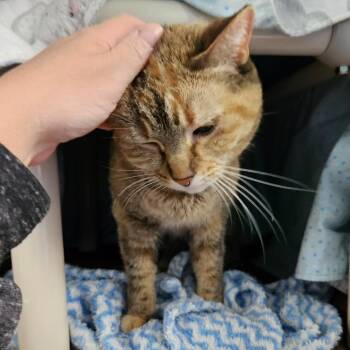 Domestic Short Hair Cats Available for Adoption in Walker, Michigan - Beignet | PetCurious