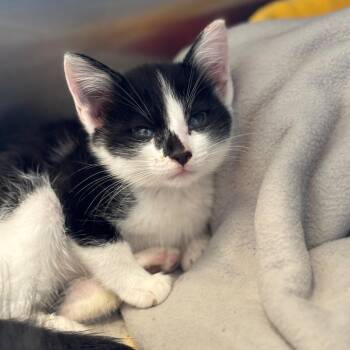 Domestic Medium Hair Cats Available for Adoption in Nashville, Indiana - Aspen | PetCurious