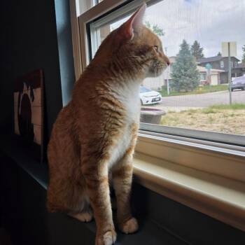 Naruto -  Domestic Short Hair Cat for Adoption in Denver, Colorado - Naruto | PetCurious