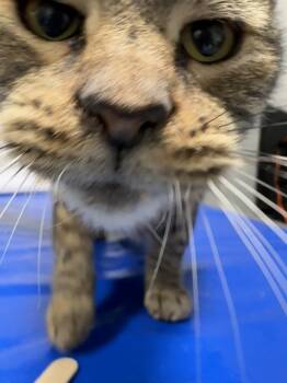 Constance -  Domestic Short Hair Cat for Adoption - Constance | PetCurious