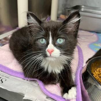 Meenie -  Domestic Long Hair Cat for Adoption in Roanoke, Virginia - Meenie | PetCurious
