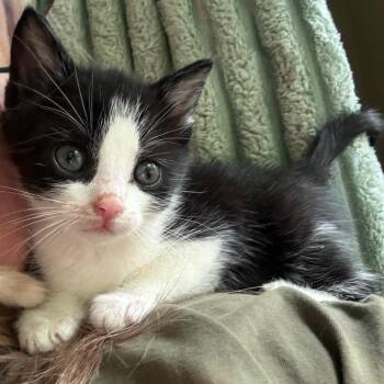 Maverick -  Domestic Short Hair Cat Available for Adoption in Brevard, North Carolina - Maverick | PetCurious