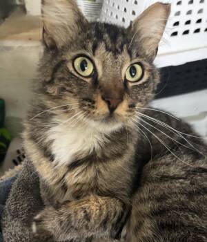 Domestic Medium Hair Cats Available for Adoption in Hopkinton, Massachusetts - Donut | PetCurious