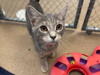 HAPPY -  Domestic Short Hair Cat for Adoption in Fort Wayne, Indiana - HAPPY | PetCurious